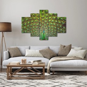 Obraz - Páv (150x105 cm)