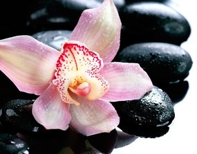 Samolepiaca fototapeta exotická orchidea - 150x100