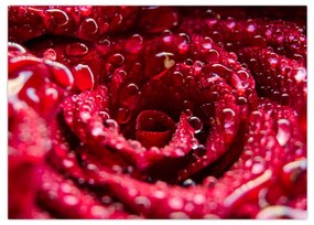 Obraz kvetu červenej ruže (70x50 cm)