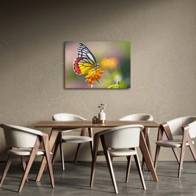Obraz motýľa na kvete (70x50 cm)
