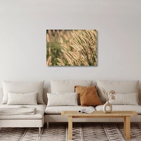 Sklenený obraz - Obilie (70x50 cm)