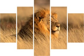 Obraz - Národný park Etosha (150x105 cm)
