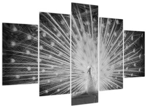 Obraz - Biely páv (150x105 cm)