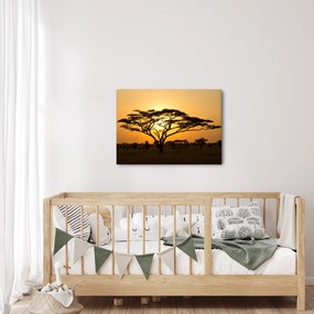 Obraz - Africká savana (70x50 cm)