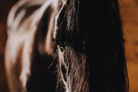 Obraz vznešený kôň