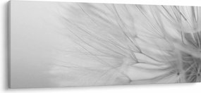 Obraz - Púpava (120x50 cm)