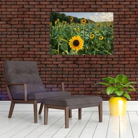 Obraz - Slnečnicové pole II. (90x60 cm)