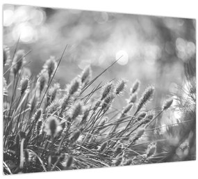 Sklenený obraz - Béžová soft grass N⁰1 (70x50 cm)