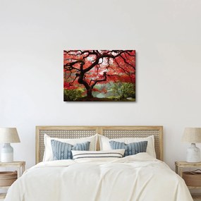 Obraz červeného japonského javora, Portland, Oregon (70x50 cm)