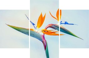 Obraz kvetu Strelícia (90x60 cm)