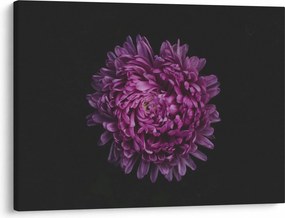 Obraz fialovej kvetiny (70x50 cm)