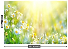 Fototapeta Vliesová Harmanček kvety 104x70 cm
