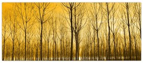 Obraz lesa pri západe slnka (120x50 cm)