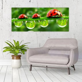 Obraz - Lienka sedembodková (120x50 cm)