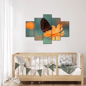 Obraz - motýľ na oranžovom kvete (150x105 cm)