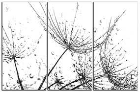 Obraz na plátne - Pampeliškové semienka s kvapkami vody 1202QB (150x100 cm)