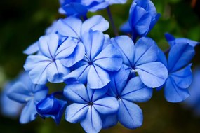 Samolepiaca fototapeta divoké modré kvety - 450x300