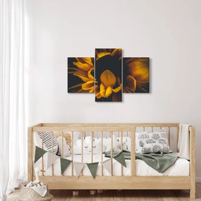 Obraz - Slnečnica v čiernom pozadí (90x60 cm)