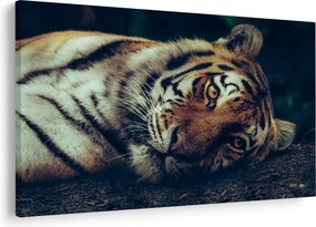 Obraz - Tiger Sibírsky (90x60 cm)