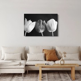 Obraz - Čiernobiele kvety tulipánov (90x60 cm)