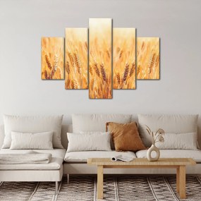 Obraz - pole s obilím (150x105 cm)