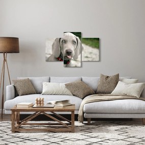 Obraz - šteňa weimarský stavač (90x60 cm)
