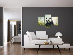 Obraz - Panda (90x60 cm)