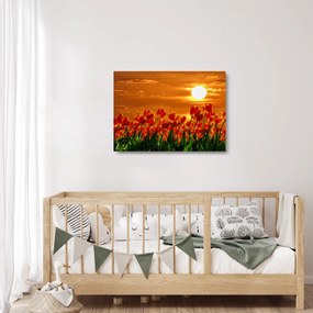 Sklenený obraz rozkvitnutého lánu s tulipánmi (70x50 cm)