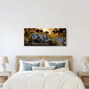 Obraz spiaceho tigra (120x50 cm)