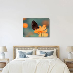 Obraz - motýľ na oranžovom kvete (70x50 cm)