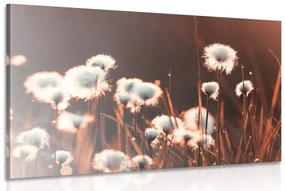 Obraz bavlnená tráva Varianta: 60x40
