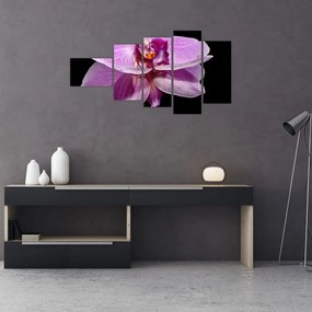 Obraz - orchidea