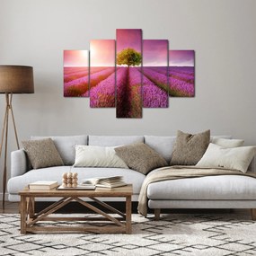 Obraz poľa s levanduľami (150x105 cm)