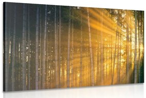Obraz slnko za stromami - 120x80