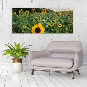 Obraz - Slnečnicové pole II. (120x50 cm)