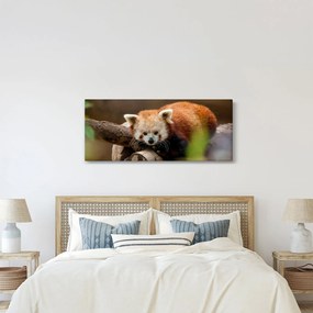 Obraz pandy červenej (120x50 cm)