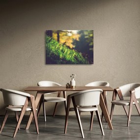 Sklenený obraz machu s hubou (70x50 cm)