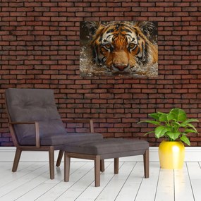 Sklenený obraz - Portrét tigra vo vode (70x50 cm)