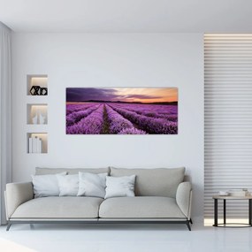 Obraz - Levanduľové pole pri západe slnka (120x50 cm)