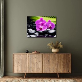 Obraz - Orchidey (70x50 cm)