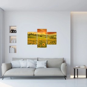 Obraz - Slnečnicové pole (90x60 cm)
