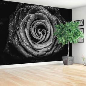Fototapeta Vliesová Ruža čierna 416x254 cm