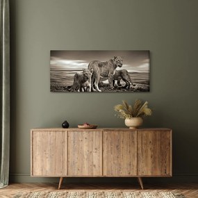 Obraz čiernobielych levov (120x50 cm)