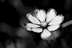 Fototapeta záhradný čiernobiely kvet krasuľky
