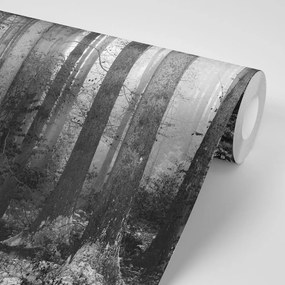Samolepiaca fototapeta čiernobiele tajomstvo lesa - 150x100