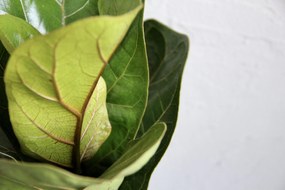 Ficus Lyrata