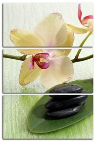 Obraz na plátne - Kvety orchidei - obdĺžnik 762B (120x80 cm)