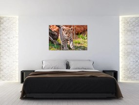 Mláďa leoparda - obraz do bytu