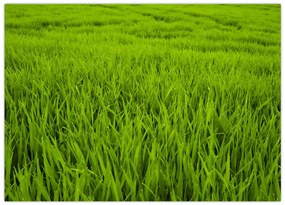 Sklenený obraz trávy (70x50 cm)