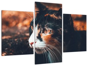 Obraz - Pohľad mačky (90x60 cm)
